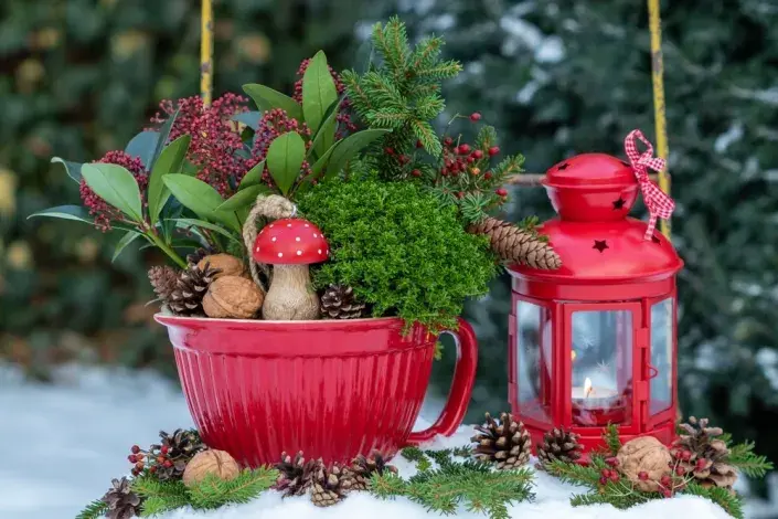 stálezelené rostliny stálezelené rostliny