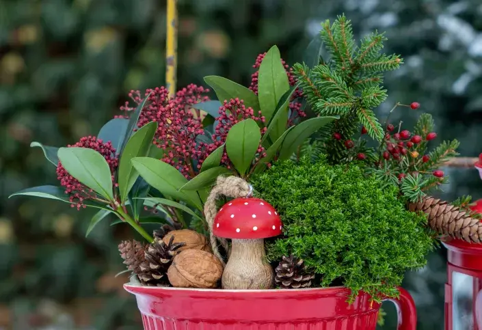 Skimie japonská (Skimmia japonica)  Skimie japonská (Skimmia japonica)