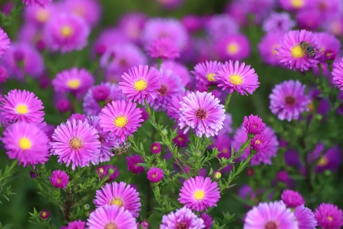 hvězdnice keříčkovitá (Aster dumosus)