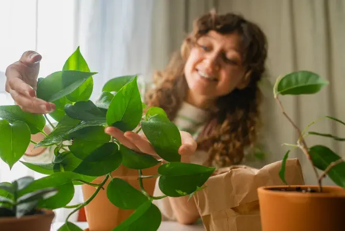 Rostliny čistí vzduch