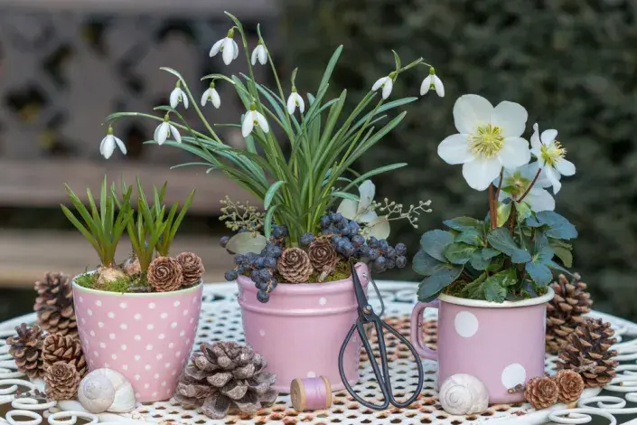 Sněženky (Galanthus) 