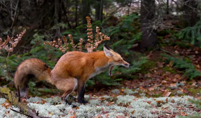 Kálející liška Kálející liška