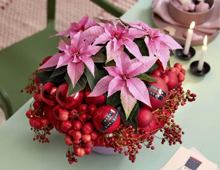 Vánoční hvězda Vánoční hvězda