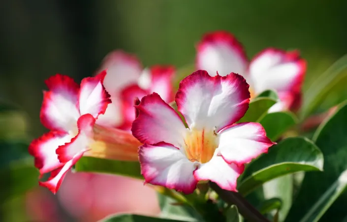 Pouštní růže, adénium ztloustlé (Adenium obesum) 