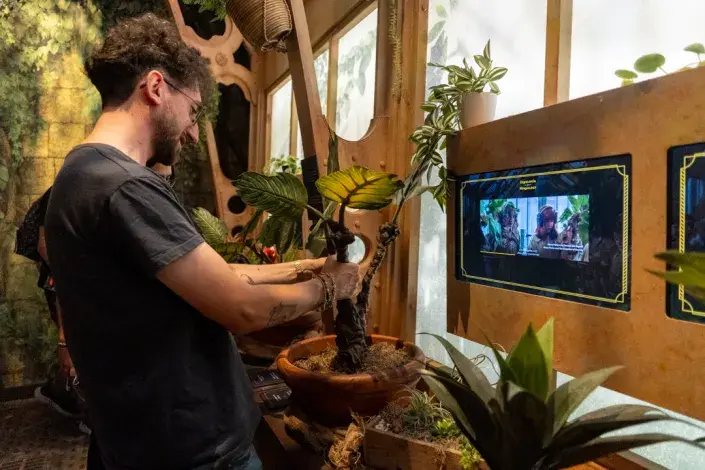 Pěstování mandragory Pěstování mandragory