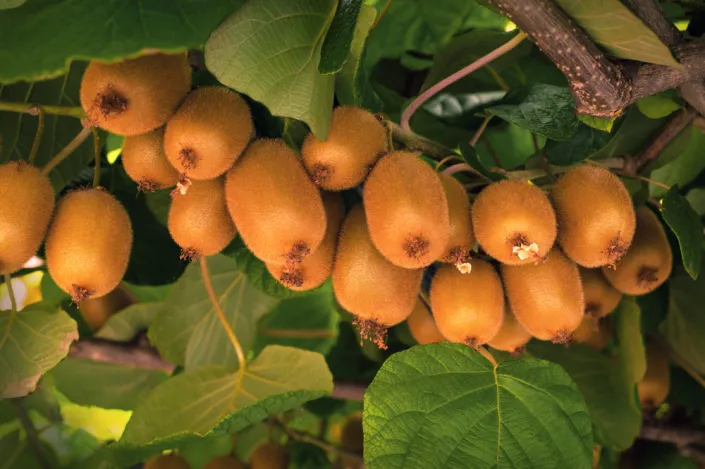 Aktinidie čínská (Actinidia chinensis) Aktinidie čínská (Actinidia chinensis)