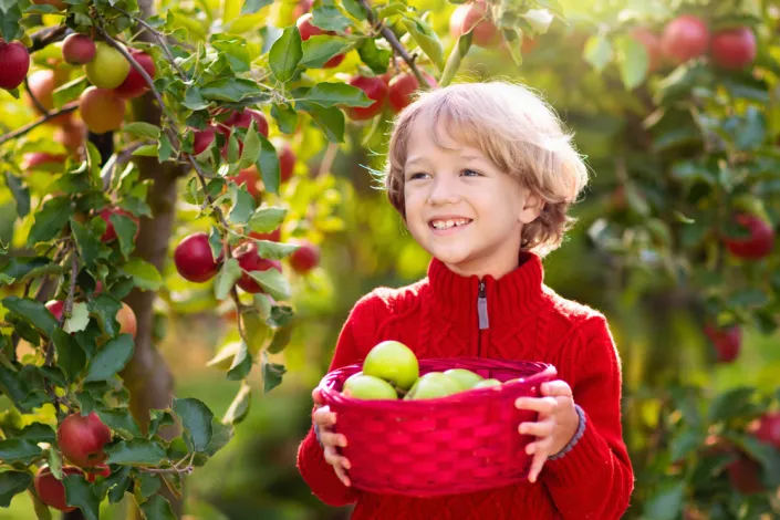 Skladování ovoce Skladování ovoce