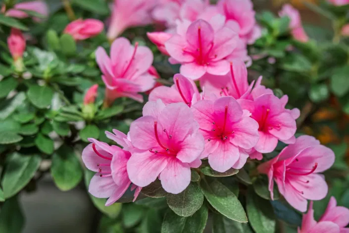 azalka indická (Rhododendron simsii)
