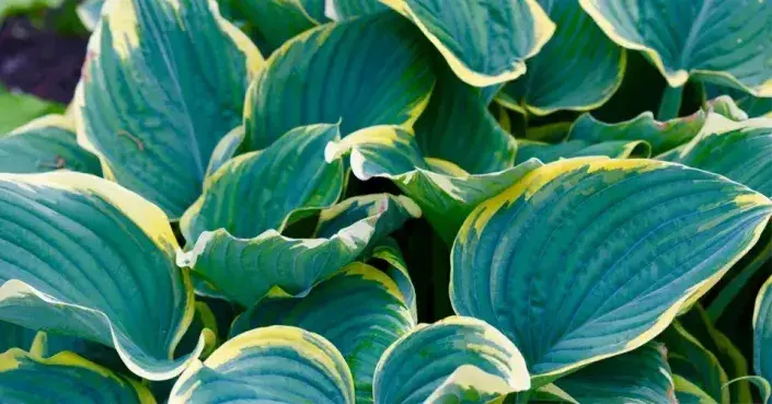 Péče o bohyšky Péče o bohyšky