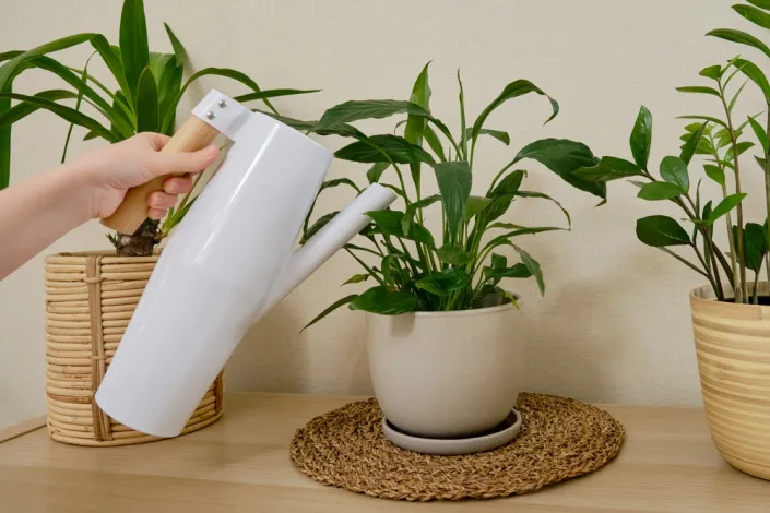 pokojovky pro tmavý byt