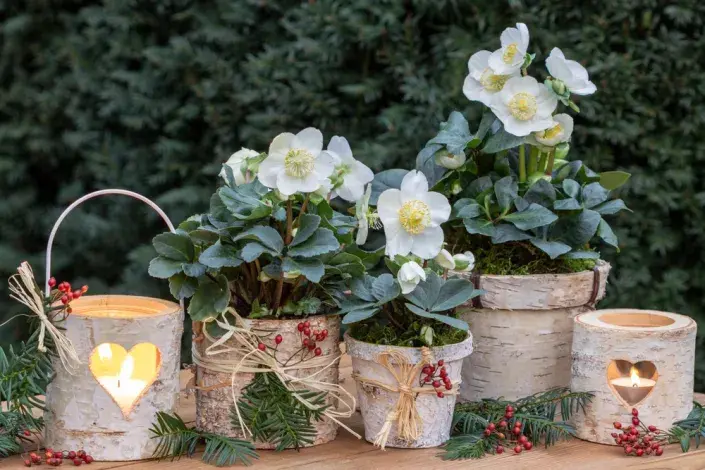 Čemeřice černá (Helleborus niger) Čemeřice černá (Helleborus niger)