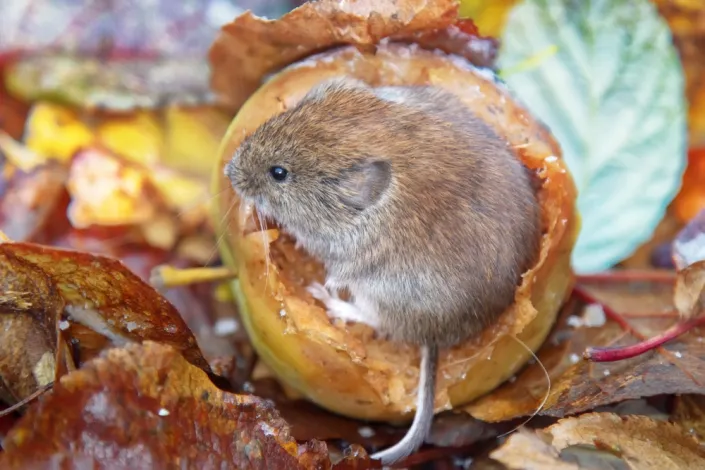 Škůdce zahrady roztomilého vzhledu Škůdce zahrady roztomilého vzhledu