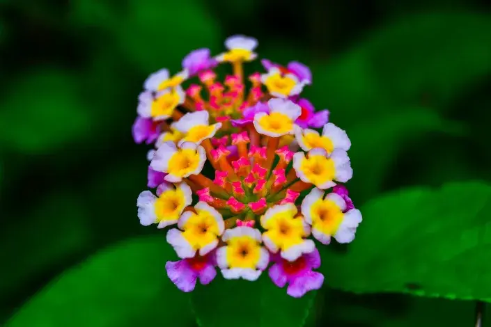 Lantana Lantana