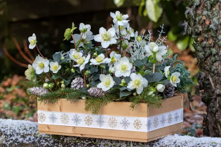 Rostliny kvetoucí v zimě Rostliny kvetoucí v zimě