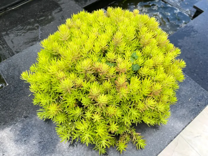 Zapomenutý zázrak jménem tripmadam Zapomenutý zázrak jménem tripmadam