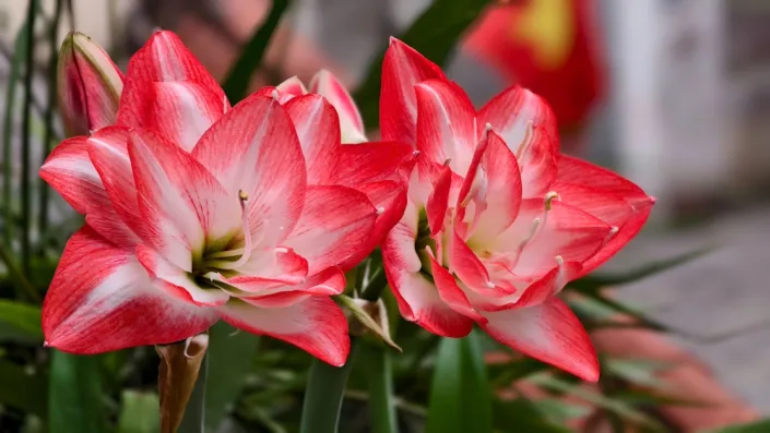 Péče o amarylis Péče o amarylis