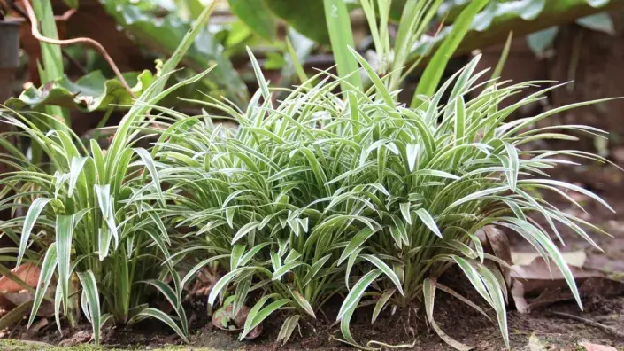 Zelenec: rostlina, která dýchá s vámi Zelenec: rostlina, která dýchá s vámi