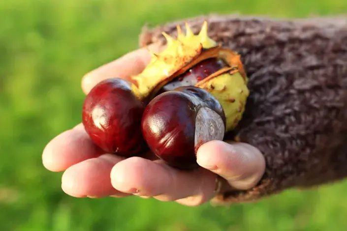 Využití kaštanů Využití kaštanů