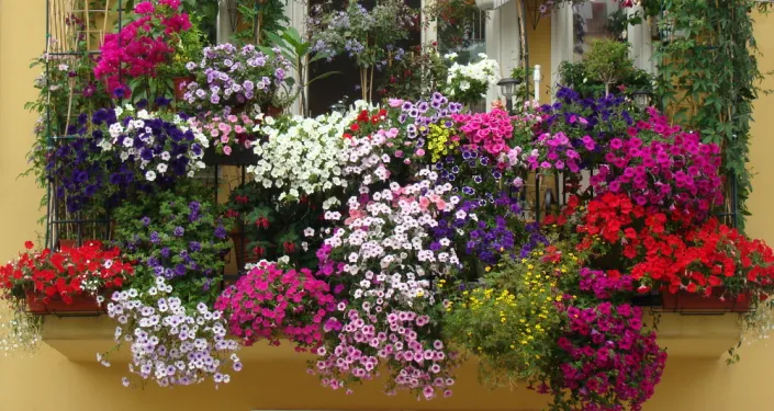 Zazimování rostlin 