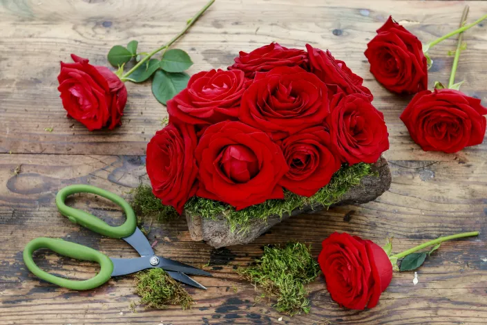 Není pařez jako pařez, ten náš kvete růžemi