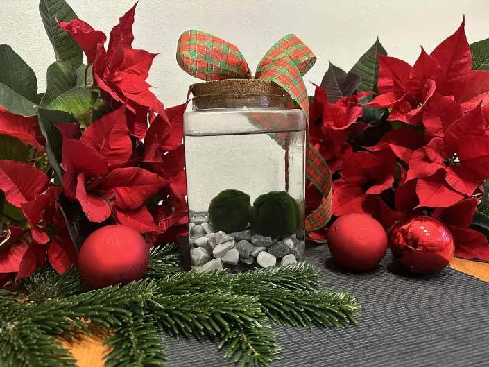 řasokoule, vánoční dárek