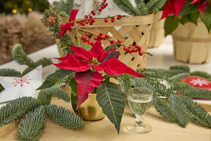 Vánoční hvězda jako neodmyslitelná součást vánočních dekorací a Vánoc