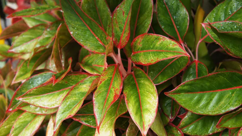 Aglaonema (Aglaonema commutatum) Aglaonema (Aglaonema commutatum)