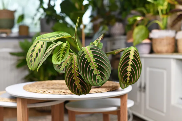 Maranta (Maranta leuconeura) Maranta (Maranta leuconeura)