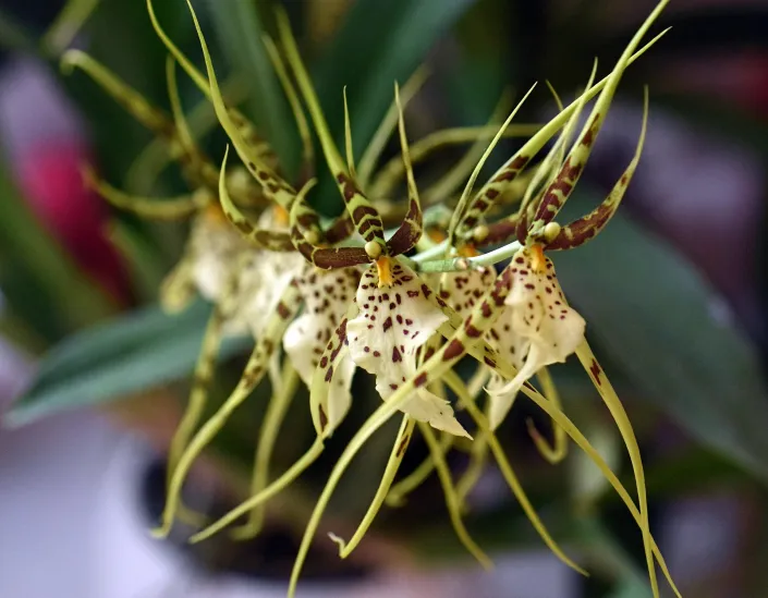 orchidej brassia