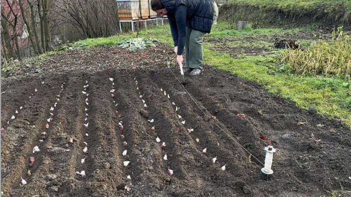 sázení česneku sázení česneku