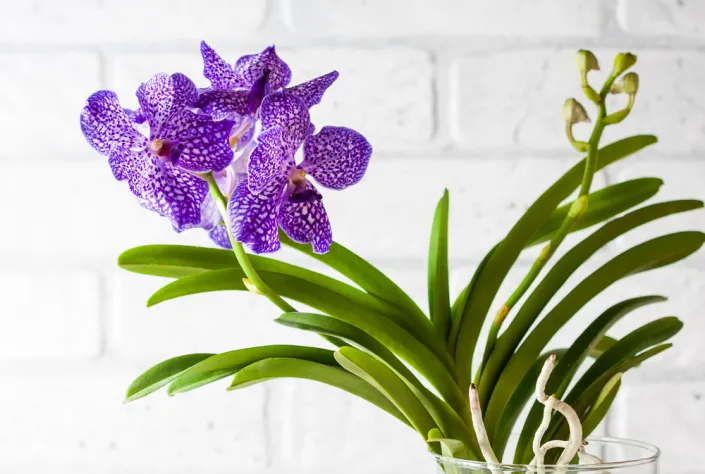 Modrá orchidej Vanda Modrá orchidej Vanda