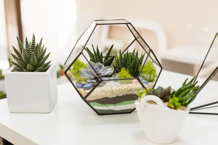 Terárium Terárium