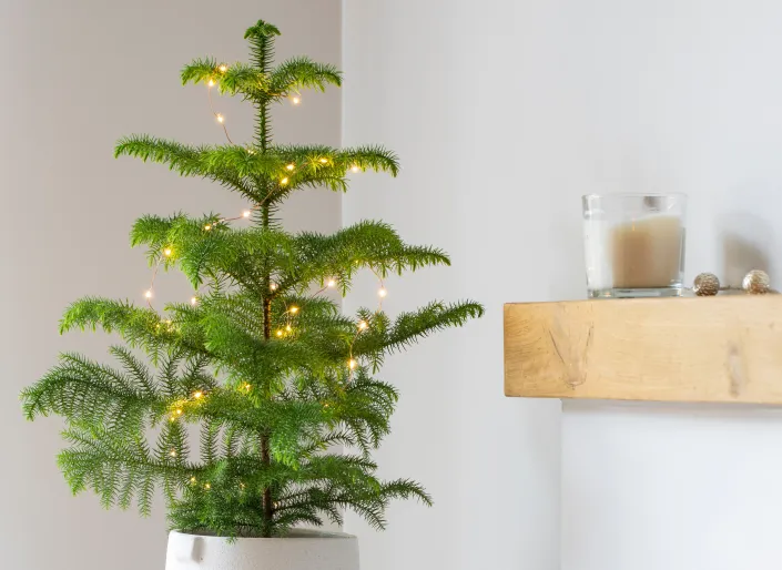 Blahočet ztepilý (Araucaria heterophylla) 