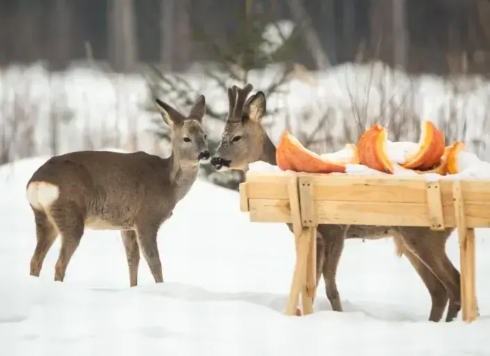 Co dát do krmelce Co dát do krmelce
