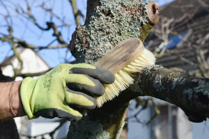 Mechy a lišejníky na ovocných stromech