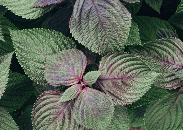 Perila křovitá (Perilla frutescens) 