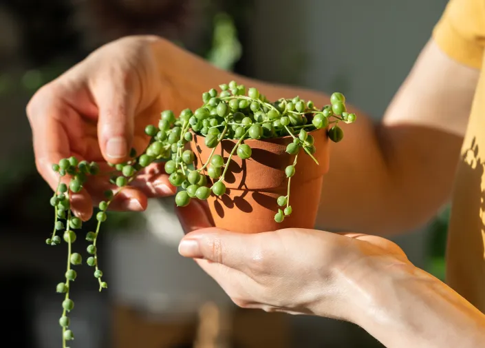 Starček převislý (Senecio rowleyanus) Starček převislý (Senecio rowleyanus)