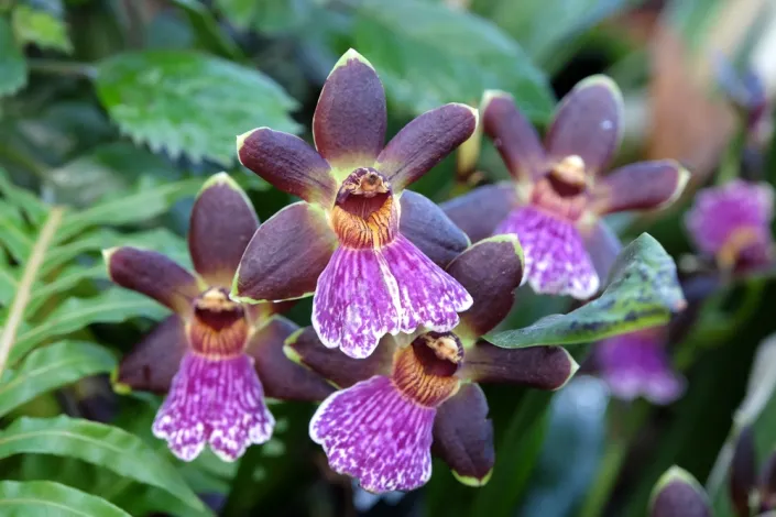 Chomoutovka (Zygopetalum) 
