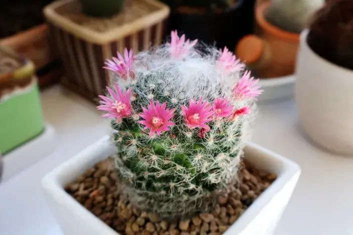 Mamilárie (Mammillaria) Mamilárie (Mammillaria)