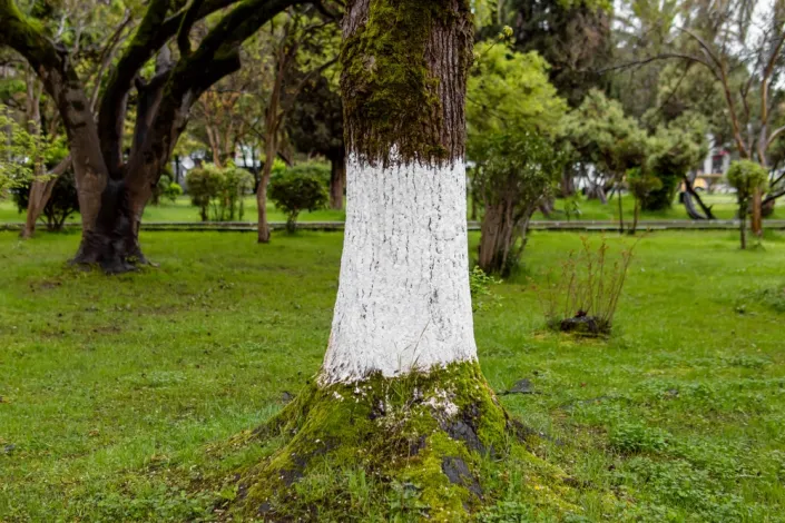 Bílení stromů ekologicky a bez chemie Bílení stromů ekologicky a bez chemie