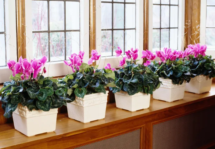 bramboříky a svilušky