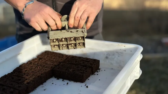 Kostkovač na hlínu Poporostem