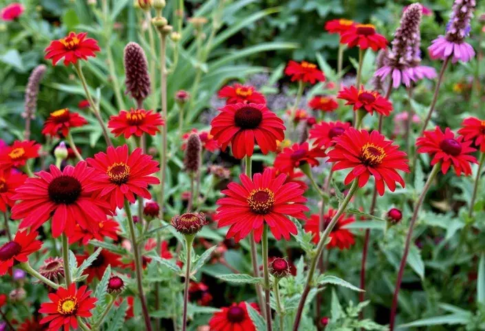 Barevná zahrada v červené barvě