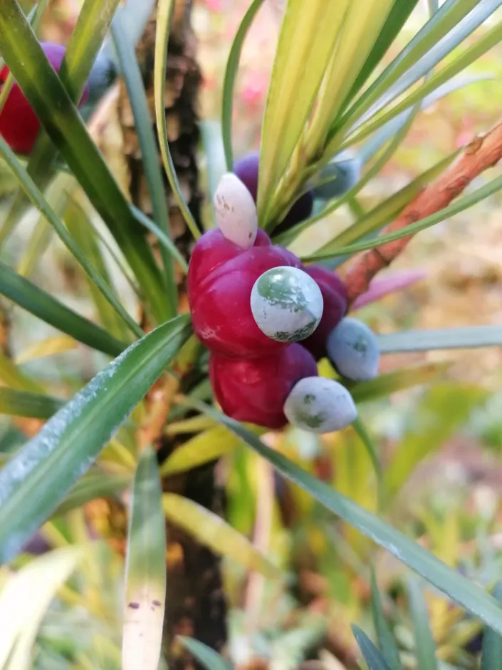 Strom moudrosti neboli nohoplod
