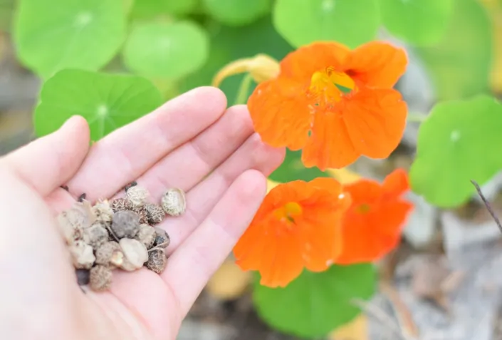 vlastní semena rostlin vlastní semena rostlin