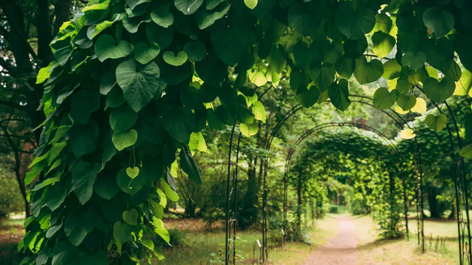 Podražec velkolistý vám vytvoří nad hlavou dokonalý baldachýn