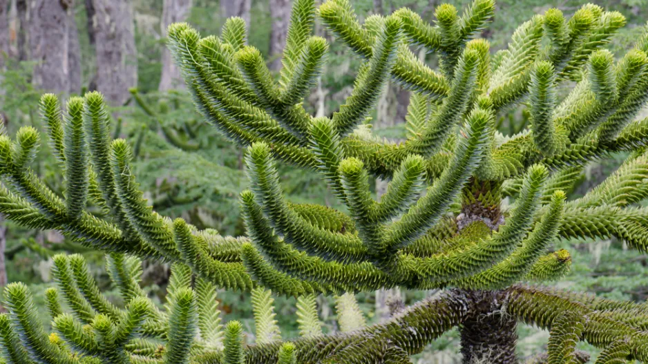 Opičí strom (araukárie): exotická dřevina s prehistorickou minulostí