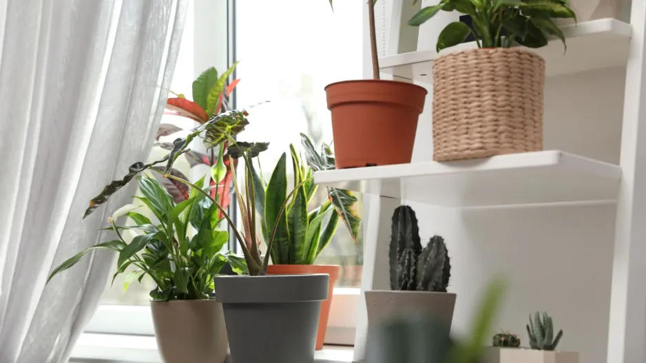 Přesazování v lednu 