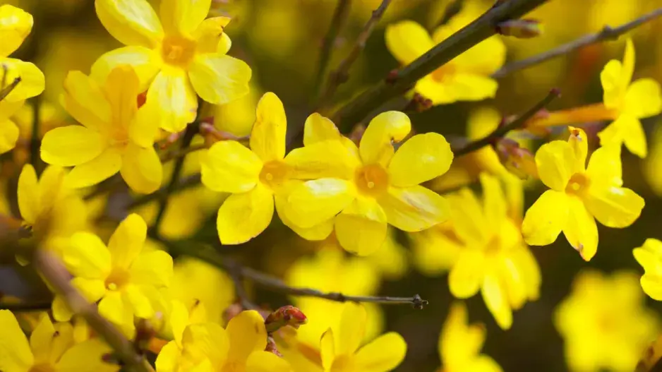 Jasmín nahokvětý Jasmín nahokvětý