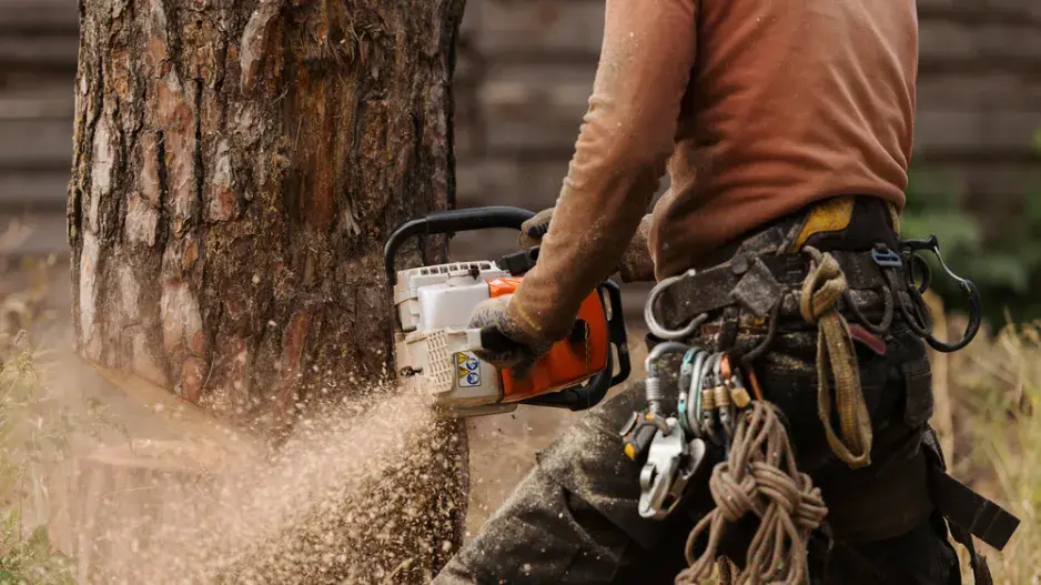 Kácení stromů Kácení stromů